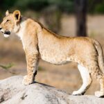 Um leão jovem de pé, de perfil, em um cupinzeiro, com manchas ainda visíveis na barriga e nas patas