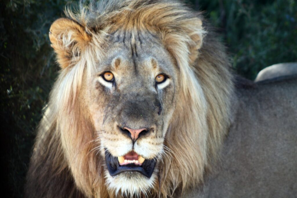 Retrato de frente de um leão macho de juba loira e farta, com a boca entreaberta e os olhos cor de âmbar fixos na lente, folhagem escura atrás