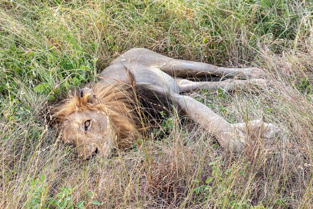 Um leão macho de juba escura deitado de lado no capim alto e verde, com um olho aberto voltado para a lente e as patas estendidas