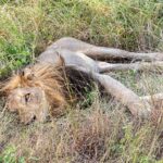 Um leão macho de juba escura deitado de lado no capim alto e verde, com um olho aberto voltado para a lente e as patas estendidas