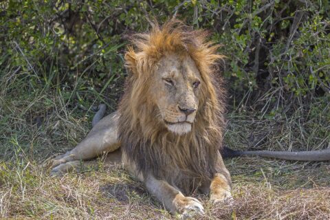 Um leão macho deitado no capim diante de um arbusto, com a juba espessa despenteada pelo vento e os olhos semicerrados