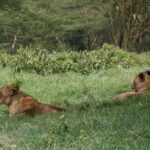 Duas leoas deitadas no capim verde e alto, uma delas de perfil, diante de um bosque de acácias de casca amarela