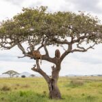 Dois leões deitados nos galhos de uma grande árvore isolada, acima de uma planície de capim verde