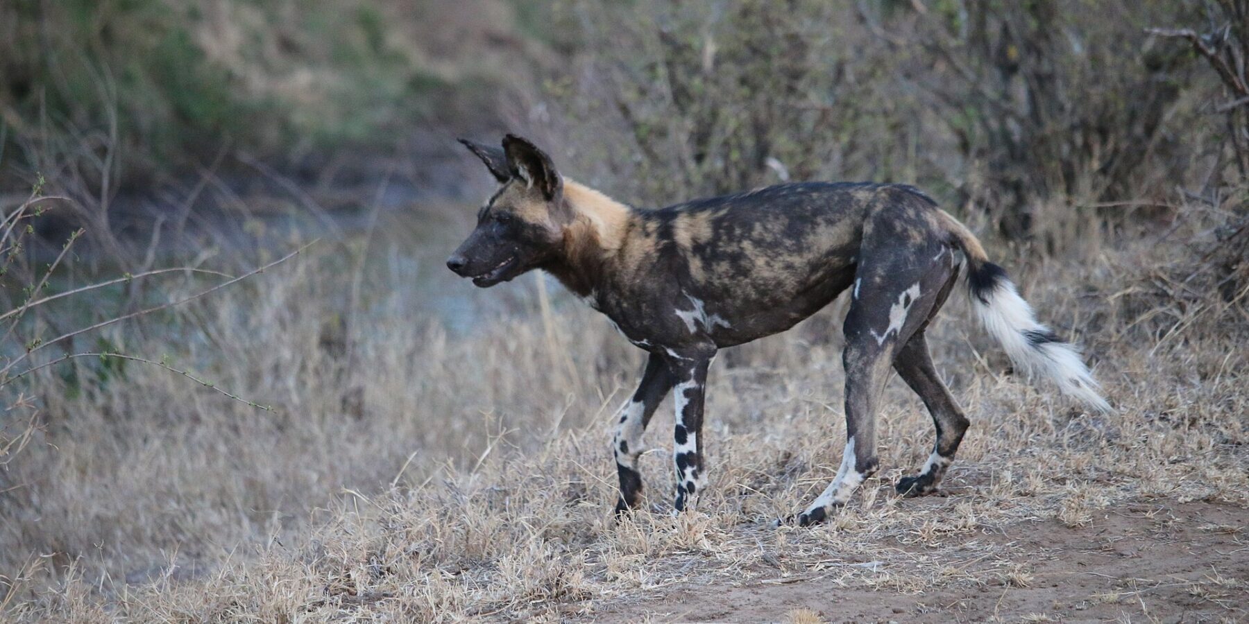 Um cão-selvagem-africano caminha de perfil no capim seco, com a pelagem marmorizada de preto, fulvo e creme, as orelhas grandes e redondas erguidas e a cauda de ponta branca