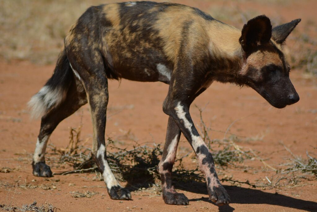 Um cão-selvagem-africano magro caminha de cabeça baixa na terra vermelha, com a pelagem fulva e preta e as patas manchadas de branco