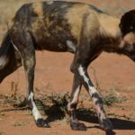 Um cão-selvagem-africano magro caminha de cabeça baixa na terra vermelha, com a pelagem fulva e preta e as patas manchadas de branco