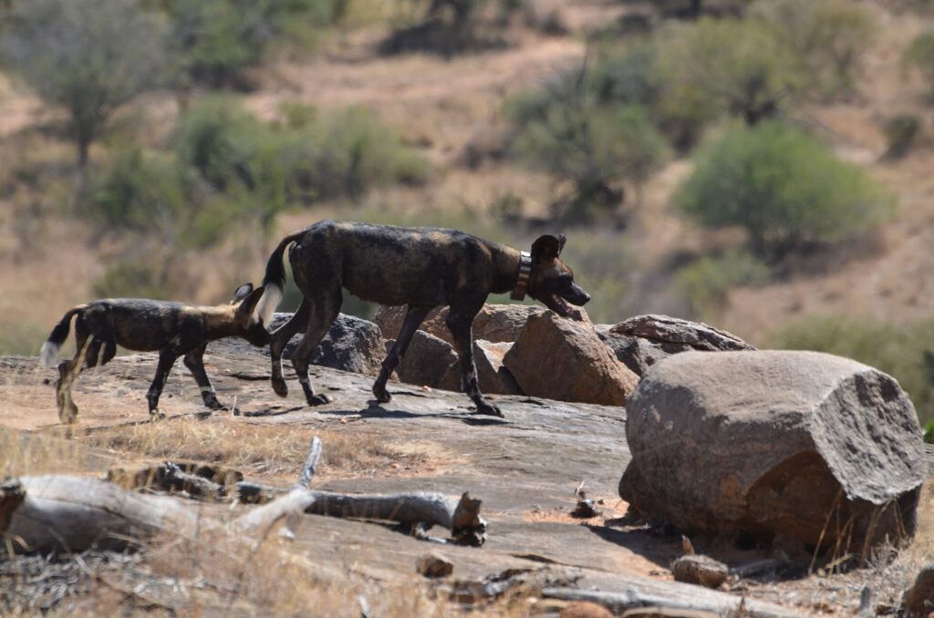 Dois cães-selvagens-africanos atravessam uma laje de rocha, o da frente com uma coleira GPS, com uma colina seca e arbustos atrás