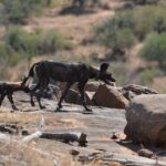 Dois cães-selvagens-africanos atravessam uma laje de rocha, o da frente com uma coleira GPS, com uma colina seca e arbustos atrás