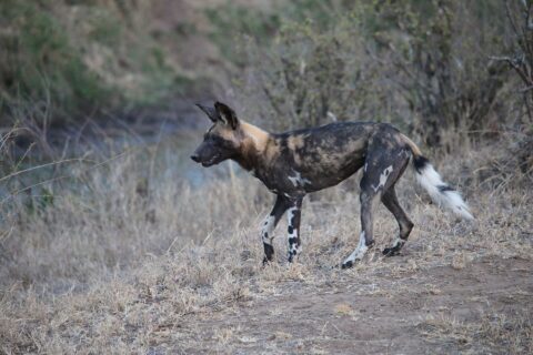 Um cão-selvagem-africano caminha de perfil no capim seco, com a pelagem marmorizada de preto, fulvo e creme, as orelhas grandes e redondas erguidas e a cauda de ponta branca