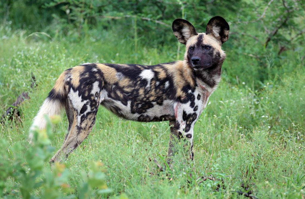 Um cão-selvagem-africano de pé no capim alto se vira para a lente, com as grandes orelhas redondas erguidas e a pelagem marmorizada de preto, castanho e branco