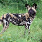 Um cão-selvagem-africano de pé no capim alto se vira para a lente, com as grandes orelhas redondas erguidas e a pelagem marmorizada de preto, castanho e branco