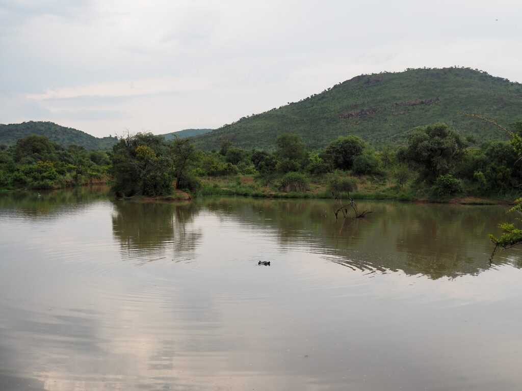A cabeça de um hipopótamo aflora no meio da água marrom e calma da represa de Mankwe, com árvores na margem e uma colina verde da cratera atrás