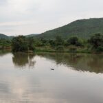 A cabeça de um hipopótamo aflora no meio da água marrom e calma da represa de Mankwe, com árvores na margem e uma colina verde da cratera atrás