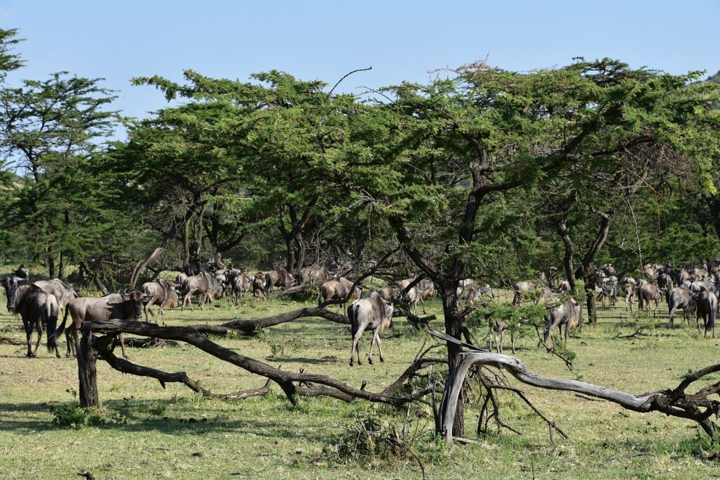 Uma manada de gnus passa sob acácias, entre galhos mortos caídos no capim
