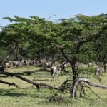 Uma manada de gnus passa sob acácias, entre galhos mortos caídos no capim