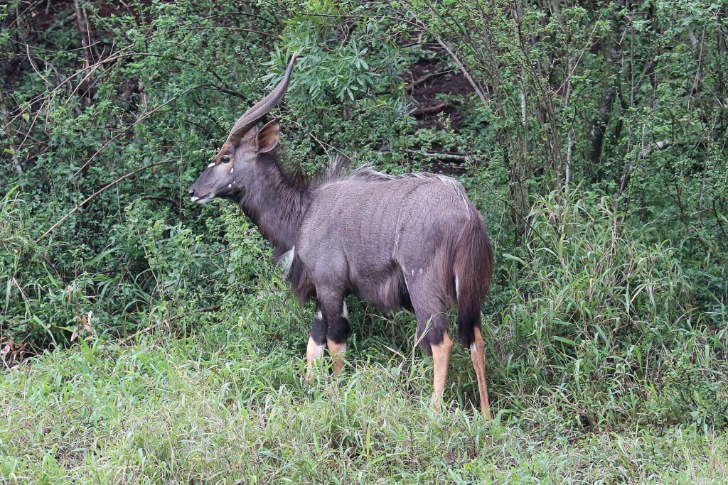 Um niala macho de perfil na vegetação verde, com pelagem cinza-marrom desgrenhada, chifres em espiral de ponta clara, manchas brancas na bochecha e a parte de baixo das patas castanho-amarelada