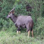 Um niala macho de perfil na vegetação verde, com pelagem cinza-marrom desgrenhada, chifres em espiral de ponta clara, manchas brancas na bochecha e a parte de baixo das patas castanho-amarelada
