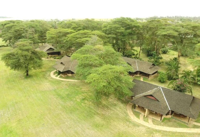 Os telhados de palha do Ol Tukai Lodge entre as acácias, no Parque Nacional de Amboseli