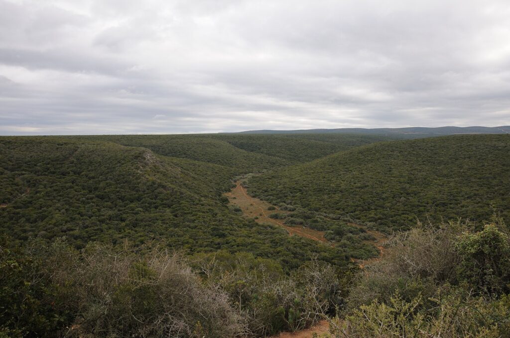 Vista ampla de colinas cobertas por um matagal verde e fechado sob um céu cinza, com um pequeno vale claro e uma estrada de terra no meio