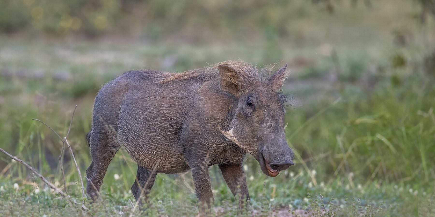 Um javali-africano de pelagem cinza e crina loira está no capim verde, com a cabeça virada para a câmera e as presas pequenas e as costeletas claras bem visíveis