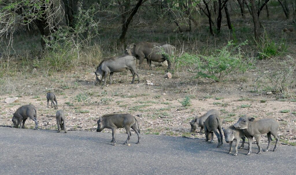 Uma família de javalis-africanos, dois adultos e cinco filhotes, come na beira de uma estrada asfaltada diante do mato seco