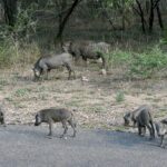 Uma família de javalis-africanos, dois adultos e cinco filhotes, come na beira de uma estrada asfaltada diante do mato seco