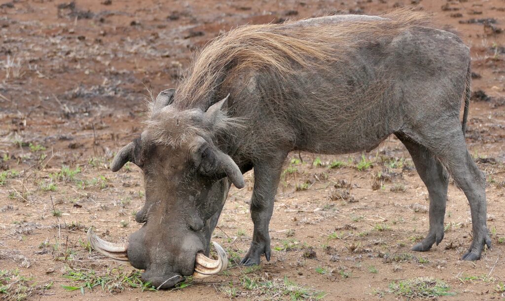 Um javali-africano macho grande, ajoelhado sobre as patas dianteiras, come os brotos de capim na terra nua, com as grandes presas curvadas e a crina loira bem visíveis