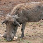 Um javali-africano macho grande, ajoelhado sobre as patas dianteiras, come os brotos de capim na terra nua, com as grandes presas curvadas e a crina loira bem visíveis