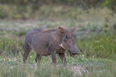 Um javali-africano de pelagem cinza e crina loira está no capim verde, com a cabeça virada para a câmera e as presas pequenas e as costeletas claras bem visíveis