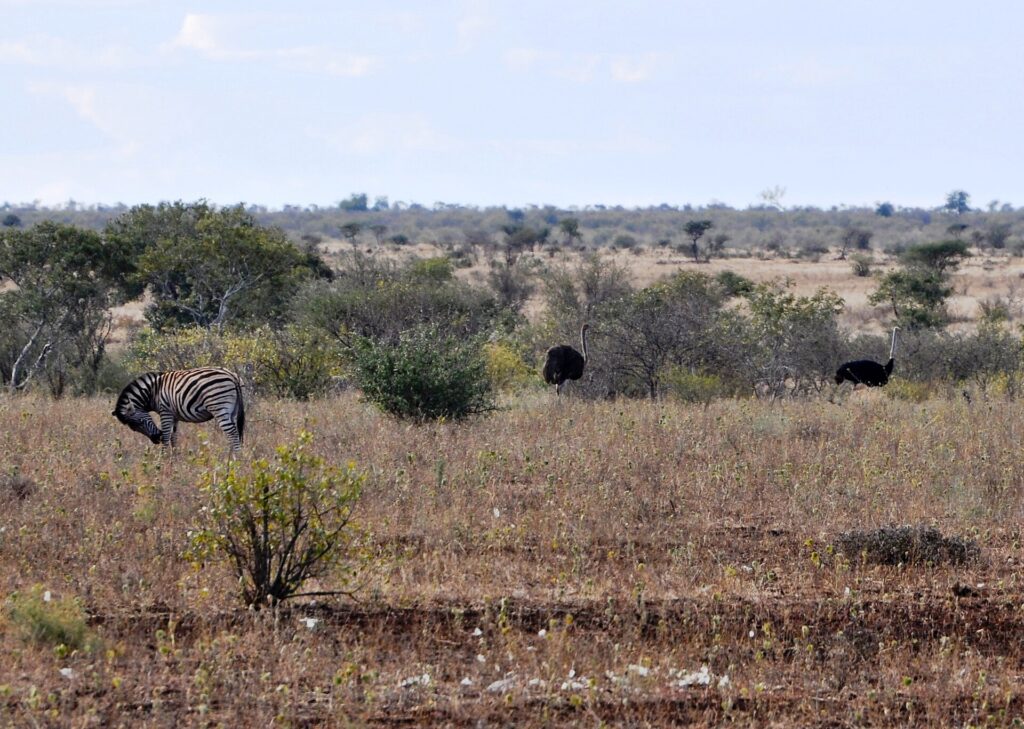 Uma zebra coça a cabeça com uma pata traseira no capim seco, com dois avestruzes atrás dela, uma fêmea marrom e um macho preto, arbustos e um horizonte plano
