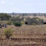 Uma zebra coça a cabeça com uma pata traseira no capim seco, com dois avestruzes atrás dela, uma fêmea marrom e um macho preto, arbustos e um horizonte plano
