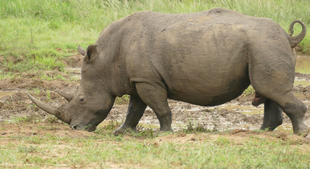 Um rinoceronte-branco macho de perfil, coberto de lama, come de cabeça baixa na beira de um lamaçal, com o longo chifre da frente apontado para o chão e a cauda enrolada