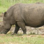 Um rinoceronte-branco macho de perfil, coberto de lama, come de cabeça baixa na beira de um lamaçal, com o longo chifre da frente apontado para o chão e a cauda enrolada