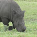 Close de um rinoceronte-branco sem chifre comendo, com o chifre serrado rente acima do focinho, a pele cinza de lama e o lábio quadrado no capim verde