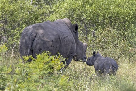 Uma fêmea de rinoceronte-branco de chifre cortado, com a pele coberta de lama seca, encosta o focinho no filhote no mato verde