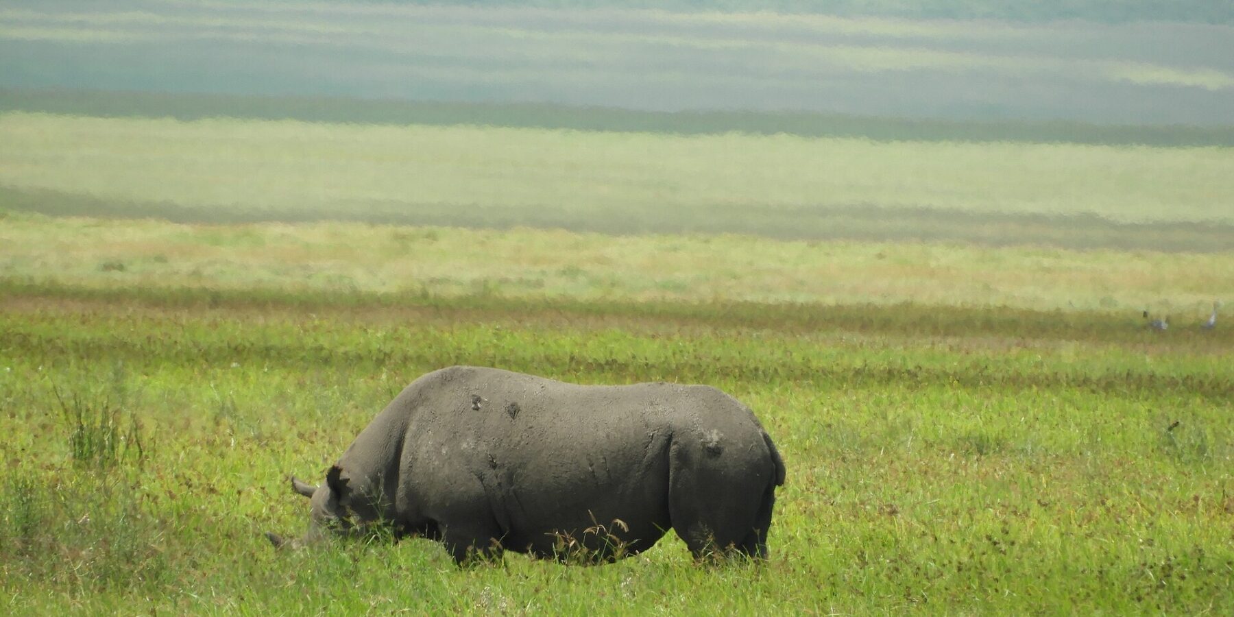 Um rinoceronte-negro come de perfil no capim verde, com a cabeça baixa escondida pelo capim e as encostas da cratera desfocadas atrás