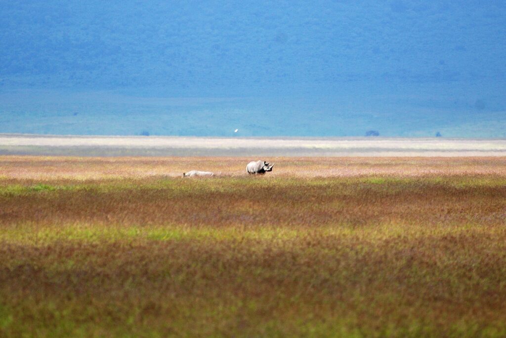 Um rinoceronte-negro e seu filhote, minúsculos na imensidão da planície avermelhada da cratera, com o lago branco e a parede azul atrás