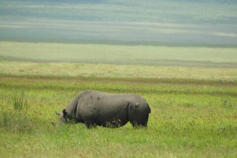Um rinoceronte-negro come de perfil no capim verde, com a cabeça baixa escondida pelo capim e as encostas da cratera desfocadas atrás