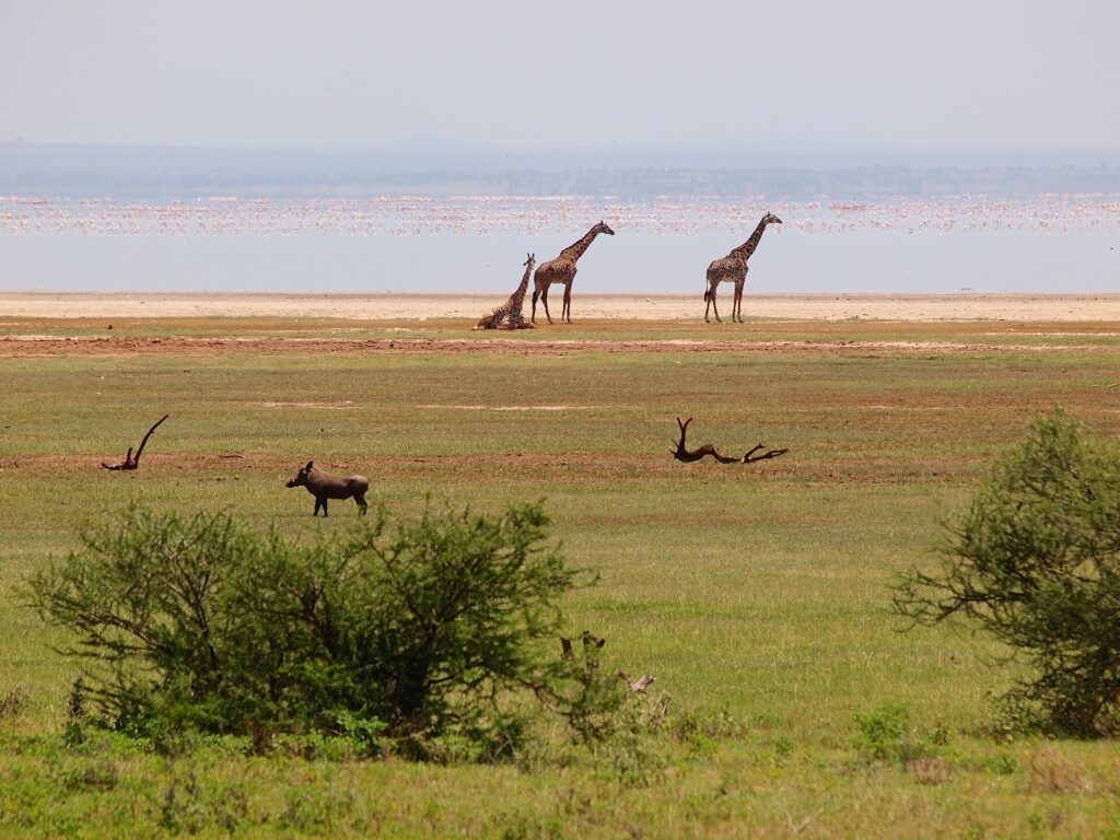 Três girafas na margem do lago, um javali-africano no capim à frente e uma longa linha rosa de flamingos na água