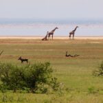 Três girafas na margem do lago, um javali-africano no capim à frente e uma longa linha rosa de flamingos na água