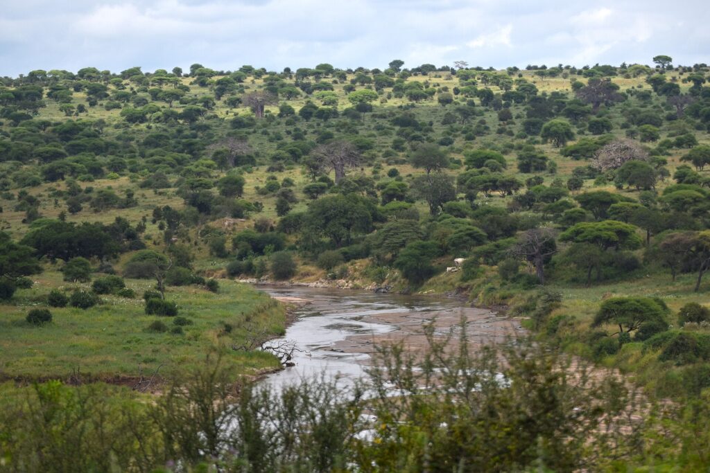 O rio Tarangire serpenteia entre margens verdes, com acácias e baobás cobrindo as colinas