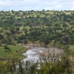 O rio Tarangire serpenteia entre margens verdes, com acácias e baobás cobrindo as colinas