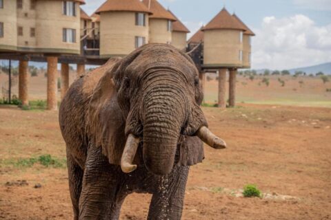 Um elefante em primeiro plano, diante das torres redondas sobre palafitas do Salt Lick Safari Lodge