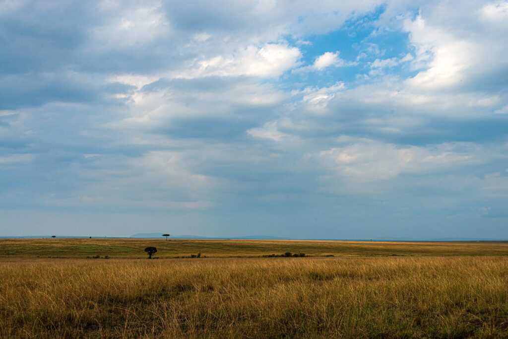 Uma planície de capim dourado até o horizonte sob um grande céu de nuvens, com duas acácias isoladas ao longe