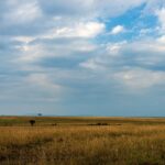 Uma planície de capim dourado até o horizonte sob um grande céu de nuvens, com duas acácias isoladas ao longe