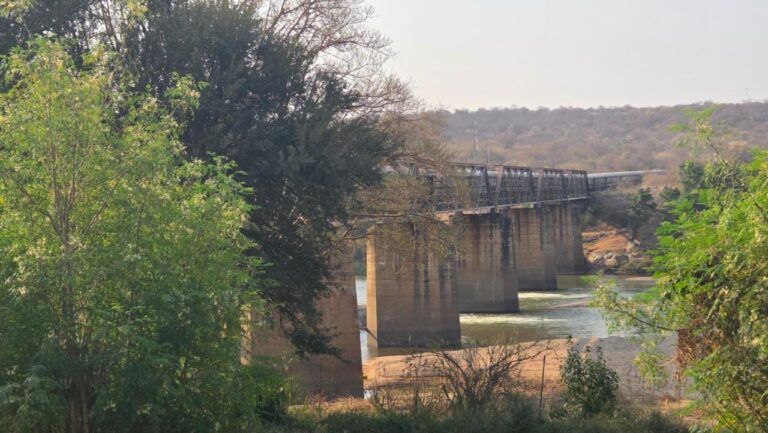 Um trem na ponte metálica do rio Olifants, visto entre as árvores da margem