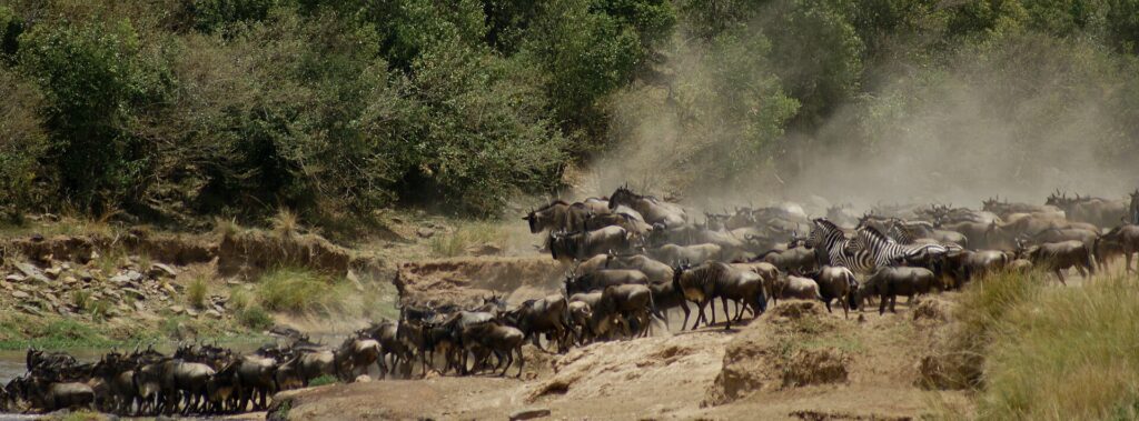 Uma manada de gnus e algumas zebras sobem a margem poeirenta depois da travessia, em uma nuvem de poeira diante dos arbustos