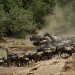 Uma manada de gnus e algumas zebras sobem a margem poeirenta depois da travessia, em uma nuvem de poeira diante dos arbustos