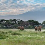 Quatro elefantes caminham em um campo verde salpicado de flores brancas diante de uma fileira de acácias, com o pico nevado do Kilimanjaro ao fundo