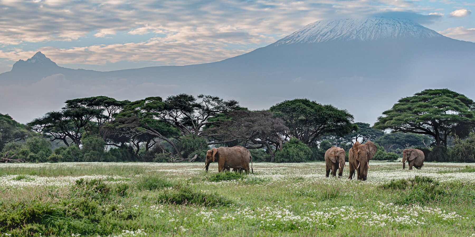 Quatro elefantes caminham em um campo verde salpicado de flores brancas diante de uma fileira de acácias, com o pico nevado do Kilimanjaro ao fundo
